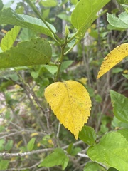 Morus nigra