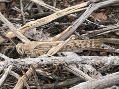 Schistocerca gregaria