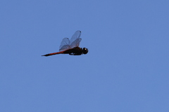 Tramea transmarina euryale