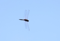Tramea transmarina euryale