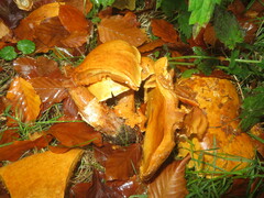 Cystoderma aureum