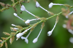 Plumbago zeylanica