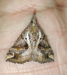 Hypena laceratalis