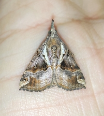 Hypena laceratalis