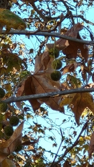 Platanus racemosa