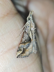 Hypena laceratalis