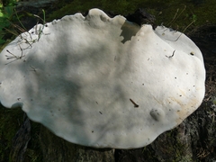 Fomitopsis pinicola