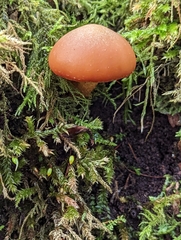 Kuehneromyces mutabilis