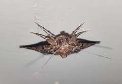 Hypena laceratalis