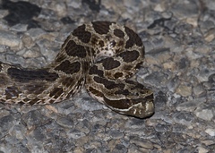 Sistrurus tergeminus