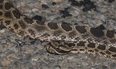 Sistrurus tergeminus