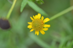 Sidneya tenuifolia