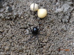 Latrodectus mactans