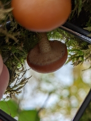 Kuehneromyces mutabilis