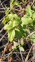Clinopodium douglasii