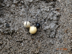 Latrodectus mactans
