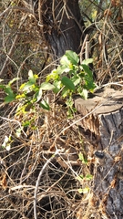 Clinopodium douglasii