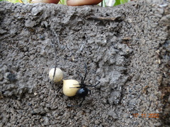 Latrodectus mactans
