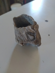 Austromegabalanus psittacus