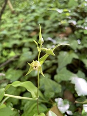 Epipactis persica