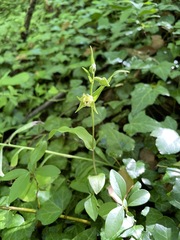 Epipactis persica