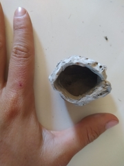 Austromegabalanus psittacus