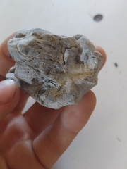 Austromegabalanus psittacus