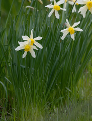 Narcissus