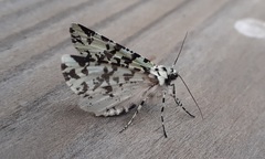 Leucolithodes paulina