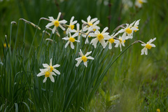 Narcissus