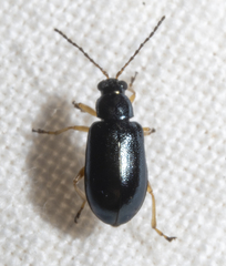 Lysathia ludoviciana