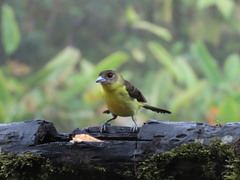 Ramphocelus flammigerus icteronotus