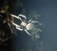 Hortophora