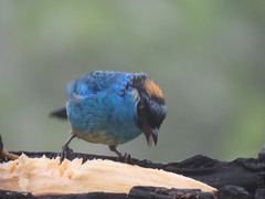 Chalcothraupis ruficervix