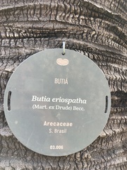 Butia eriospatha