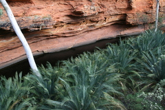 Macrozamia macdonnellii