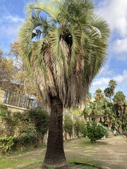 Butia eriospatha