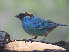 Chalcothraupis ruficervix