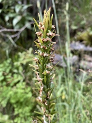 Platanthera
