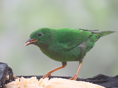 Chlorochrysa phoenicotis