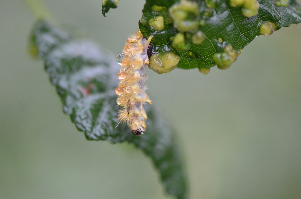 Santa Ana Tussock Moth