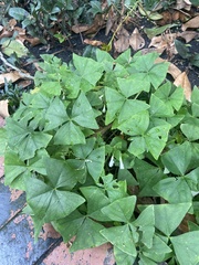 Oxalis triangularis