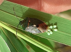 Ditomotarsus punctiventris