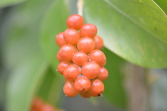 Citharexylum berlandieri