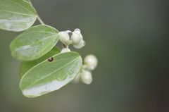 Cocculus diversifolius