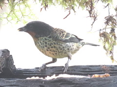 Ixothraupis rufigula