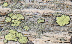 Rhizocarpon geographicum