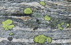Rhizocarpon geographicum