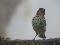 Ixothraupis rufigula