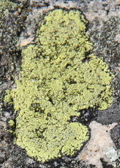 Rhizocarpon geographicum